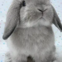 خرگوش دوماهه لوپو