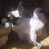 مرغ و خروس برهما|حیوانات مزرعه|قم, قلعه عموحسین|دیوار