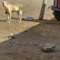 توله ماده اصالت دار