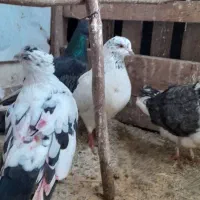 کبوترزیر قیمت