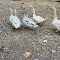 غاز