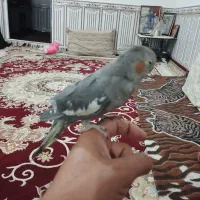 عروس هلندی