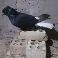 کبوتر دم سفید