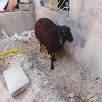 قصاب