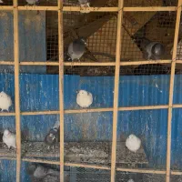 کبوتر پرشی محلات|پرنده|محلات, |دیوار