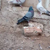 سلام خدمت تمام عشق بازان|پرنده|اردبیل, |دیوار