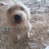 پیدا شده