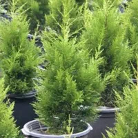 لاوسون سطل ۱۰ و نشا لاوسون