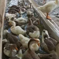 جوجه غاز و قوغاز