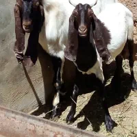 دوبز.پاکستانی.اصل.