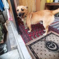 سگ نر اشپیز روباهی|سگ|گرگان, |دیوار