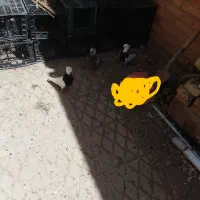 کبوتر
