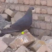 کفتر فروشی