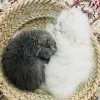 گربه خانگی|گربه|کرمان, |دیوار