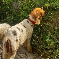 بره قوچی روزگاری