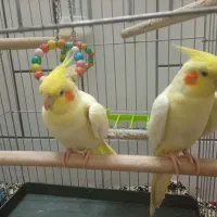 عروس هلندی جفت