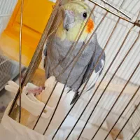 عروس هلندی سینامون