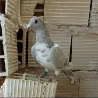 کفتر ماده به شرت تخم و جوجه