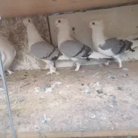 کبوتر بلژیکی