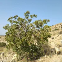 گوسفند فروشی
