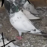 کبوتر فقیر گل بشرط
