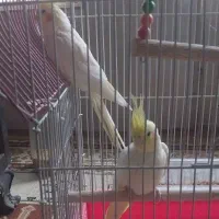 عروس هلندی نر