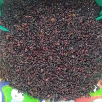 زرشک کوهی و لوشی|حراج|شیروان (خراسان), |دیوار