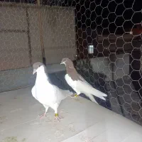 جوجه یالدار