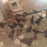 خروس و مرغ لاری|پرنده|دره شهر, |دیوار