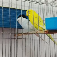 مرغ عشق مولد