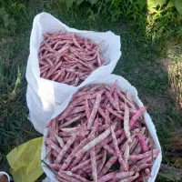 لوبیا چیتی تره