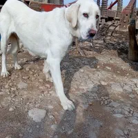 سگ ماده|سگ|بجنورد, |دیوار