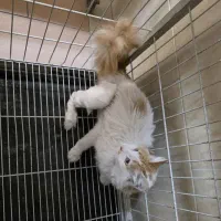 واگذاری رایگان|گربه|کرج, جهان‌شهر|دیوار