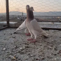 کفتر پرنده|پرنده|بجنورد, |دیوار