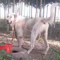 نر ۱۱ماهه الاش|سگ|اردبیل, |دیوار