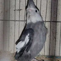 عروس هلندی وایتفیس نر