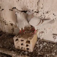 جفت پوست پیازی باجوجه تضمینی هوش بالا