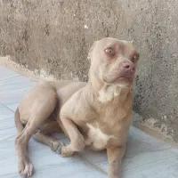 سگ پیتبول|سگ|شیراز, لب آب|دیوار