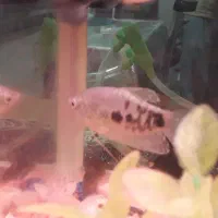 ماهی گوپی|ماهی|تهران, وحیدیه|دیوار