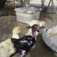 جوجه لاری