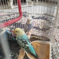 مرغ عشق