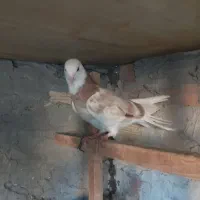 کبوتر هما