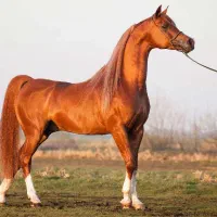 چندراس اسب فروشی