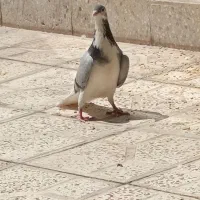 کبوتر|پرنده|اصفهان, شهرک ولیعصر|دیوار