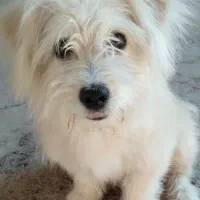 واگذاری سگ شیتزو