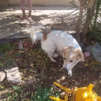 فروشی یک ملیون پانصد