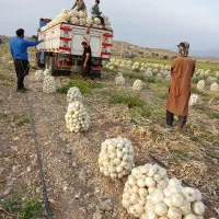 سرگروه کاریگری کشاورزی پیاز کنی کودریزی افغانی