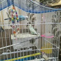 سه عدد مرغ عشق سالم