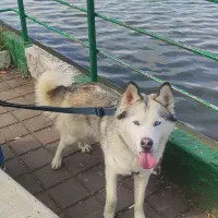سگ هاسکی اصل