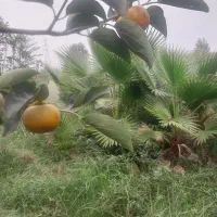 نظافتچی منزل